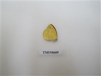 藏品(粉蝶)的圖片